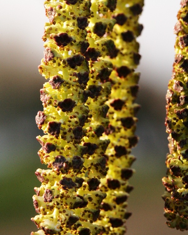 The catkin of Betula pendula