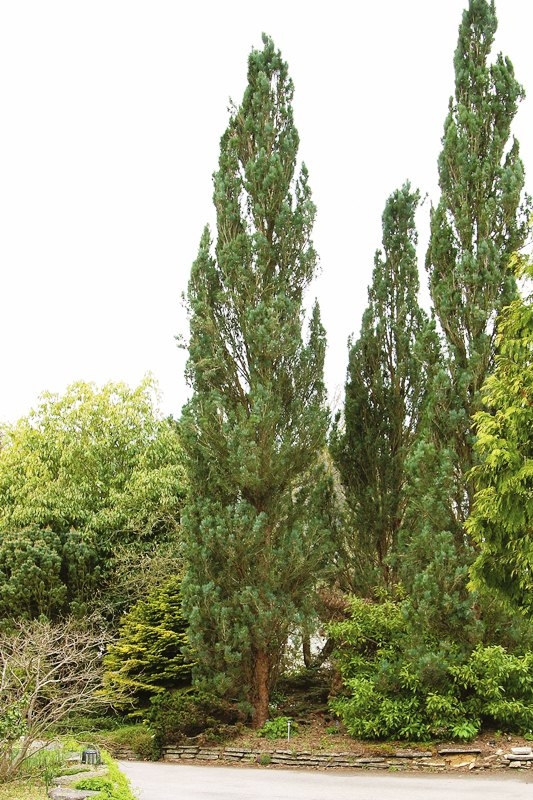 Mature Pinus sylvestris Fastigiata