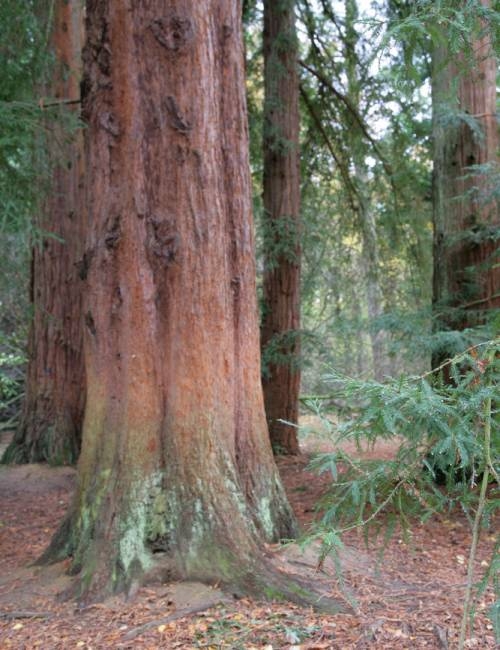 Sequoia sempervirens bark