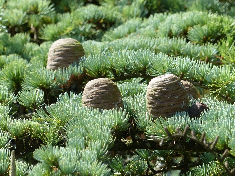 The cones of Cedrus atlantica