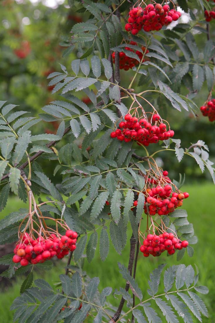 Sorbus aucuparia Asplenifolia cluster of red berries