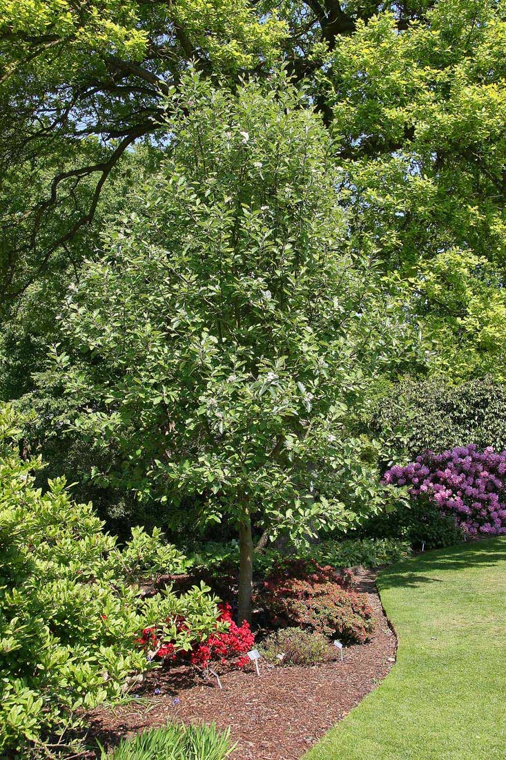 mature specimen of Sorbus intermedia Brouwers