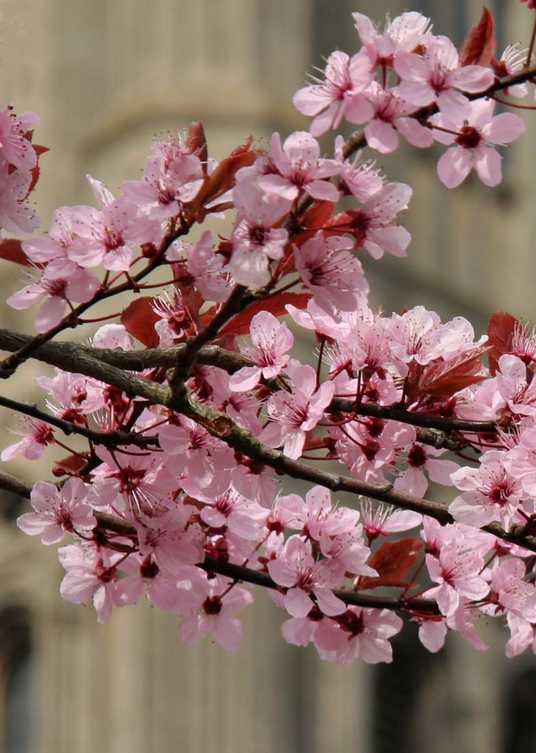 The pink flowers of Prunus cerasifera Nigra Multi-stem