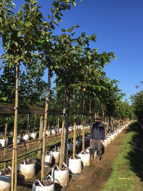 Morus alba Fruitless