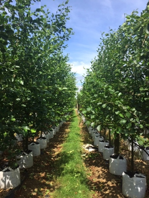 Alnus glutinosa half standard at barcham trees