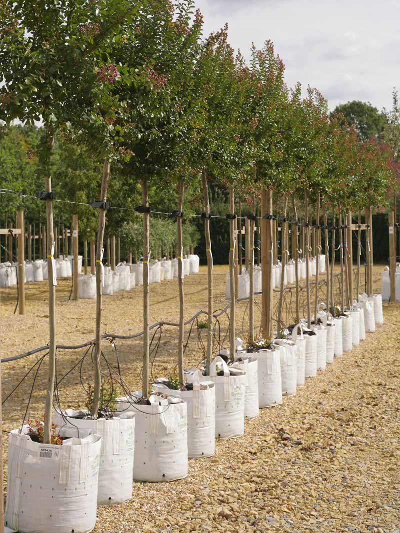 Lagerstroemia indica Violacea on the Barcham trees nursery