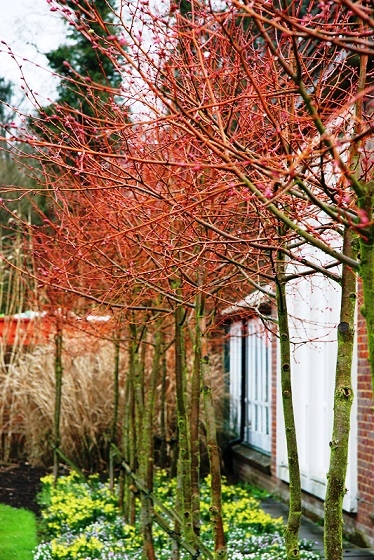 The orange stems of Tilia cordata Winter Orange