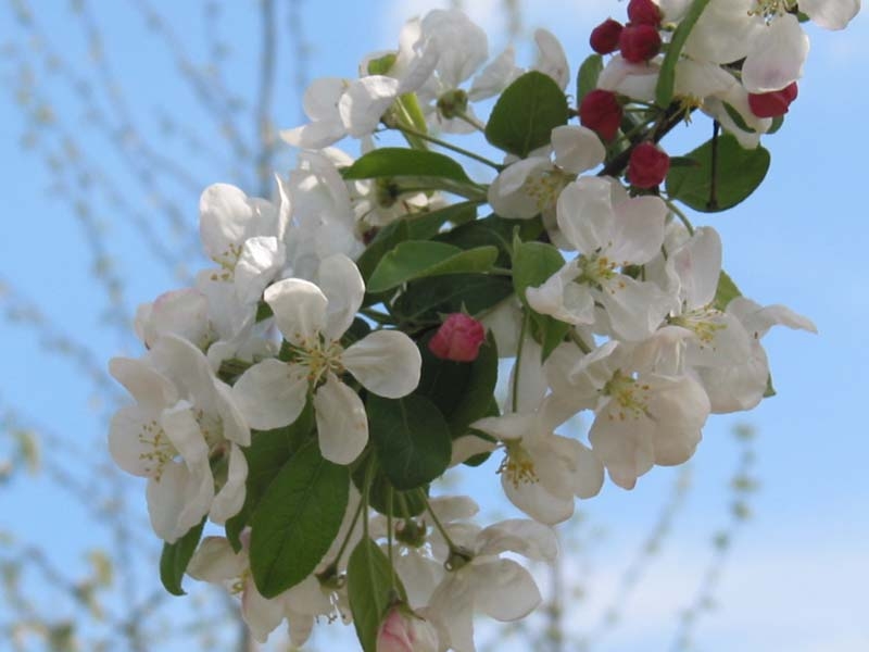 the blossom of Malus Evereste