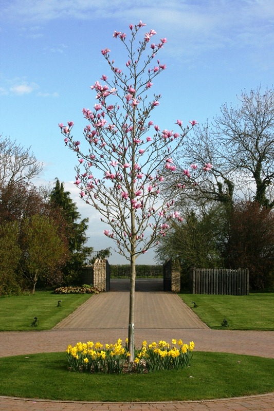 Mature Magnolia Galaxy