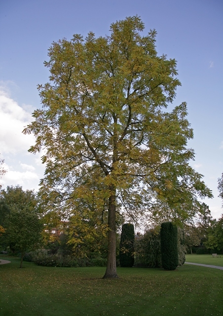 mature Juglans nigra