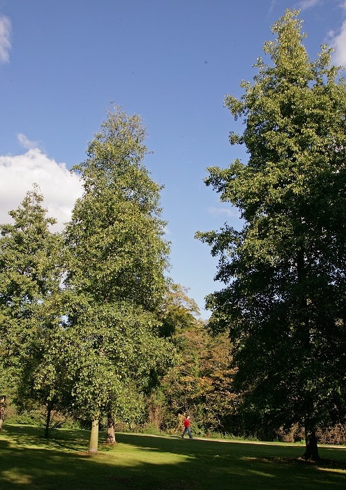 Mature  Ailanthus altissima