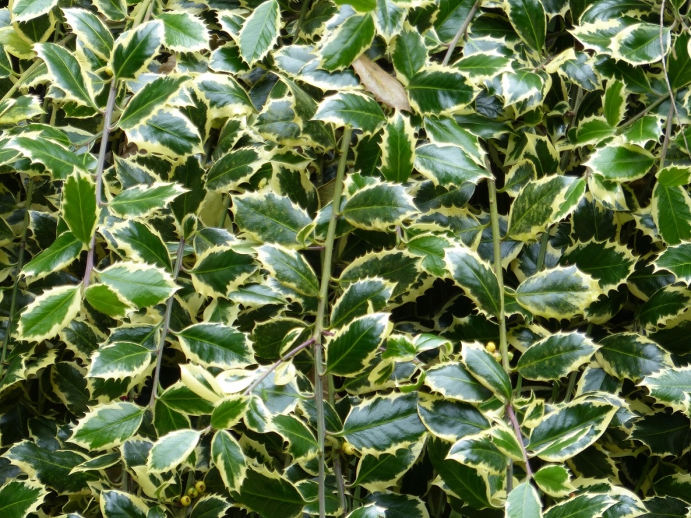 the foliag of Ilex aquifolium Argentea Marginata