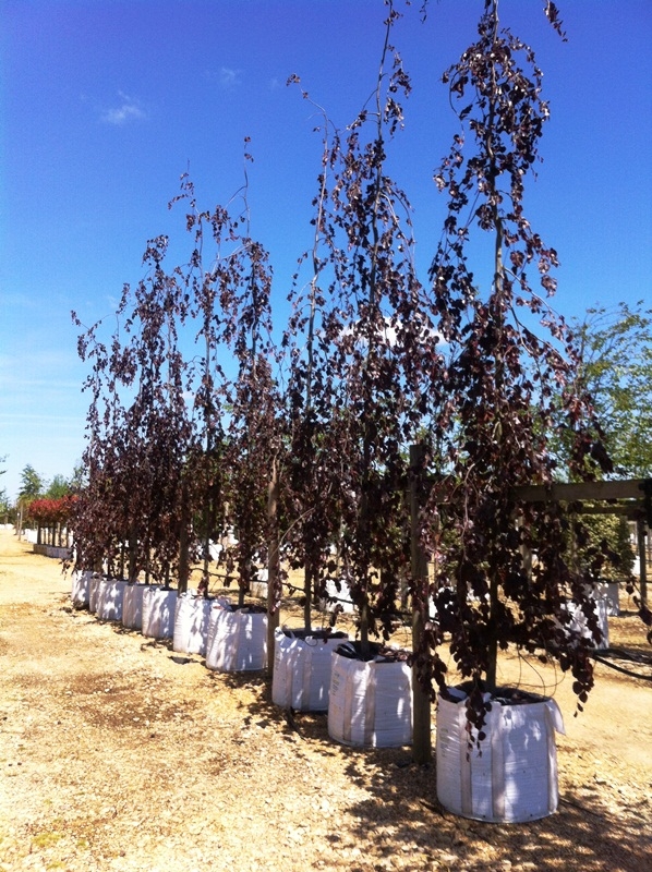 Fagus sylvatica Black Swan on te Barcham Trees nursery