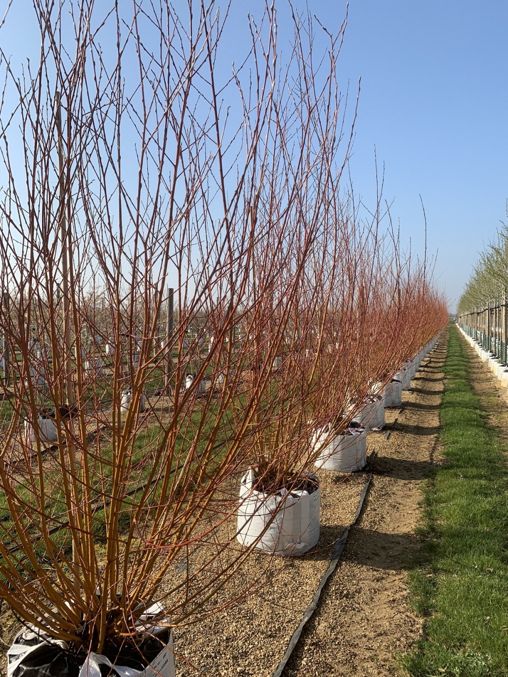 Salix alba Chermesina multi-stem in winter