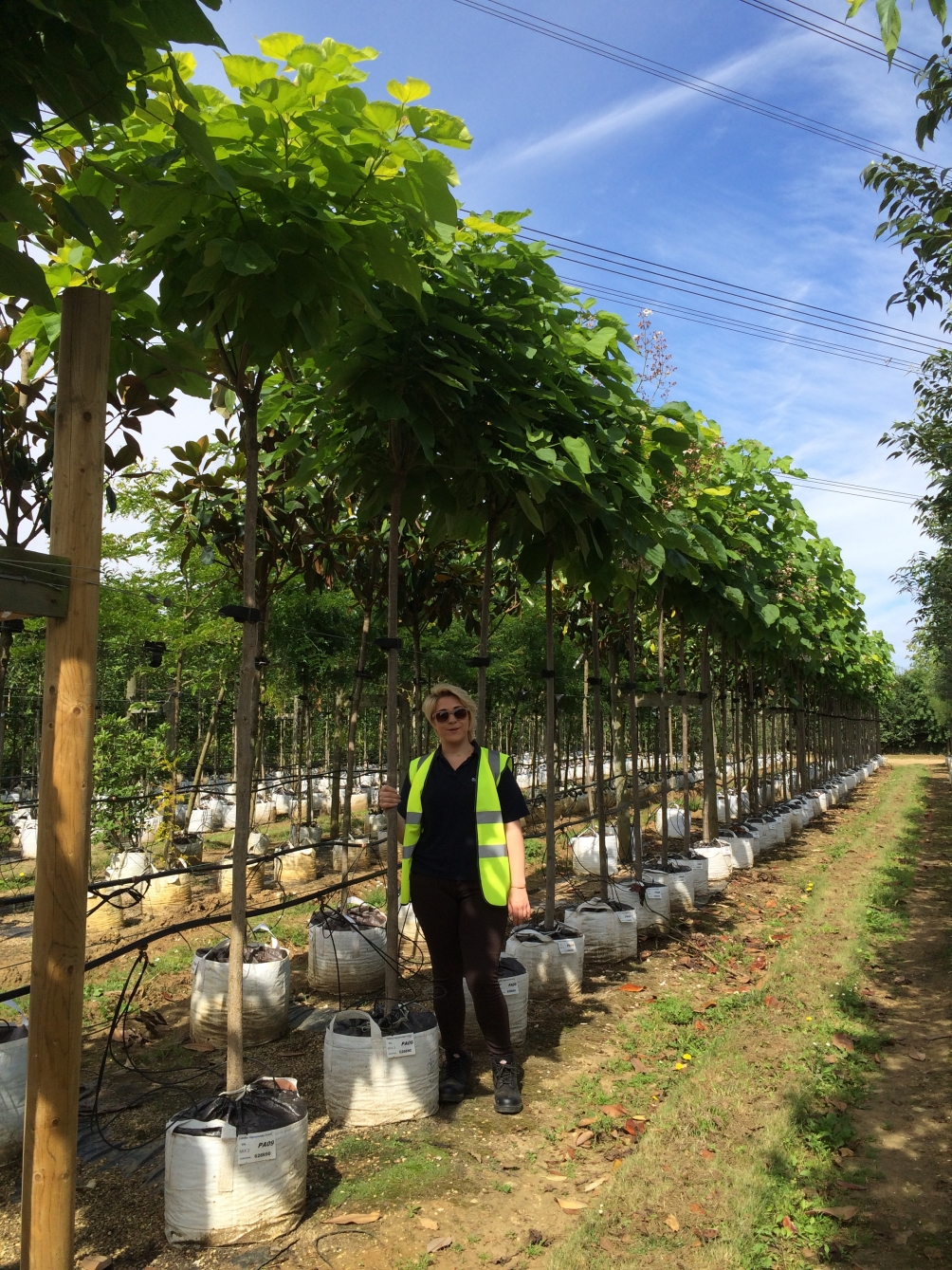 Catalpa bignonioides Aurea on the Barcham Tree nursery