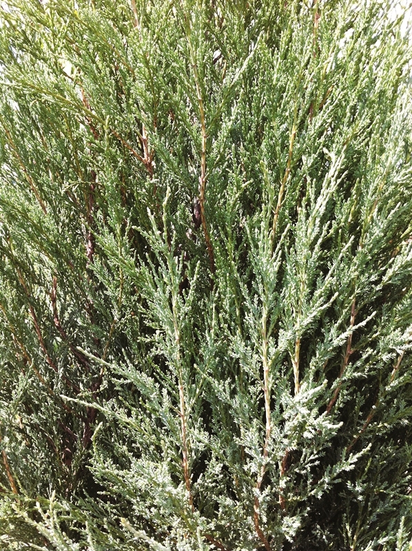 foliage Juniperous Scopulorum Blue Arrow