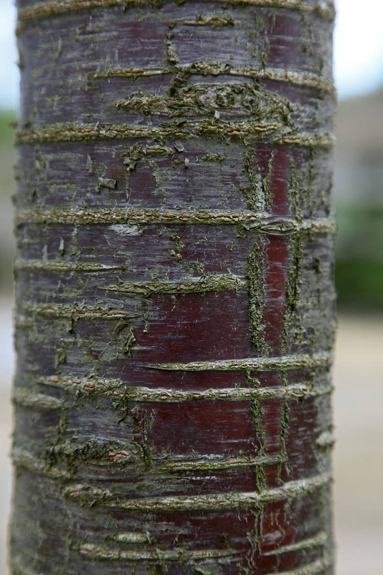 The polished bark of Prunus schmittii