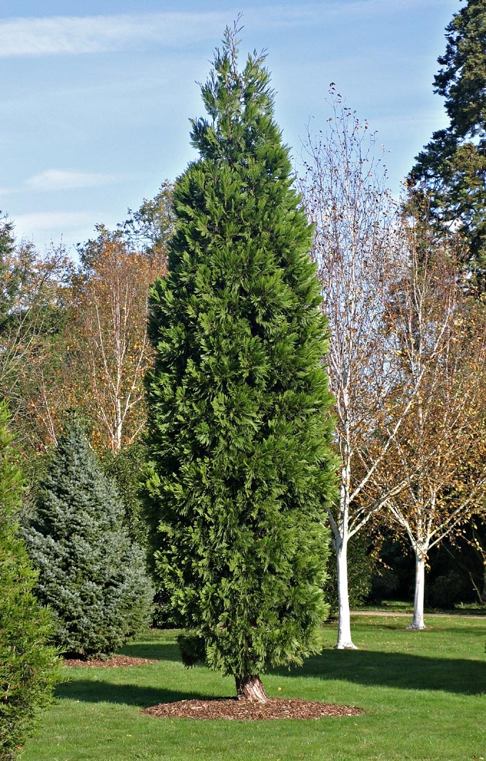 Mature Calocedrus decurrens