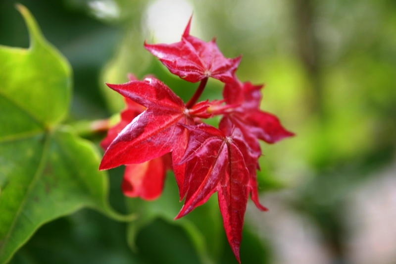 New growth of Acer cappadocicum Aureum