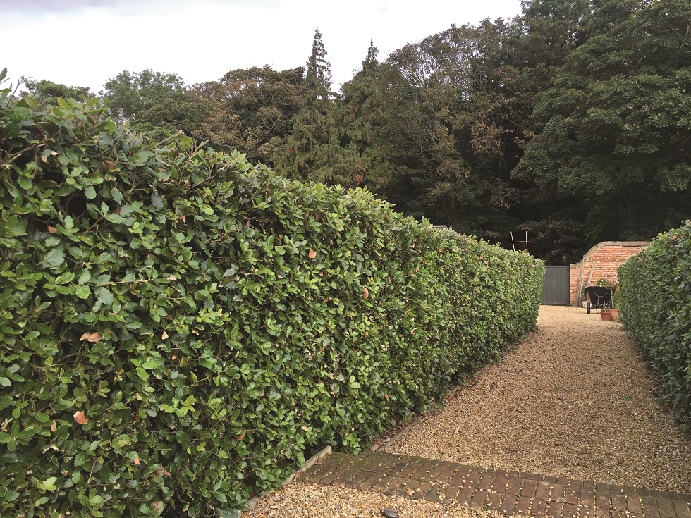 Quercus Ilex multi-stem used as hedgeing