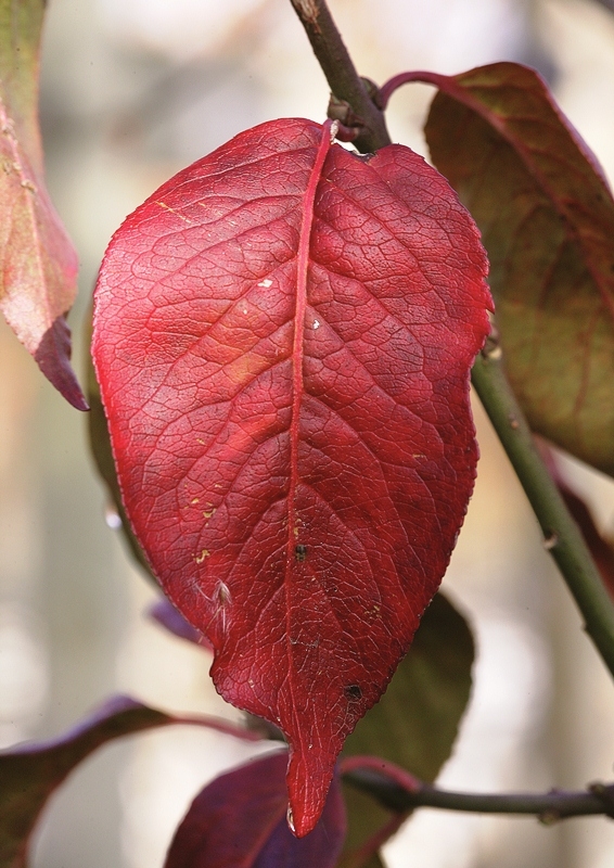 foliage of Euonymous europaea Red Cascade in autumn