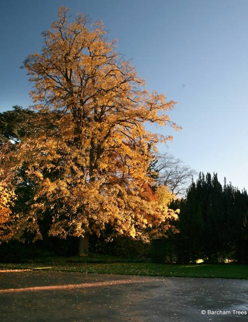 Mature Tilia tomentosa Petiolaris displaying autumn colour