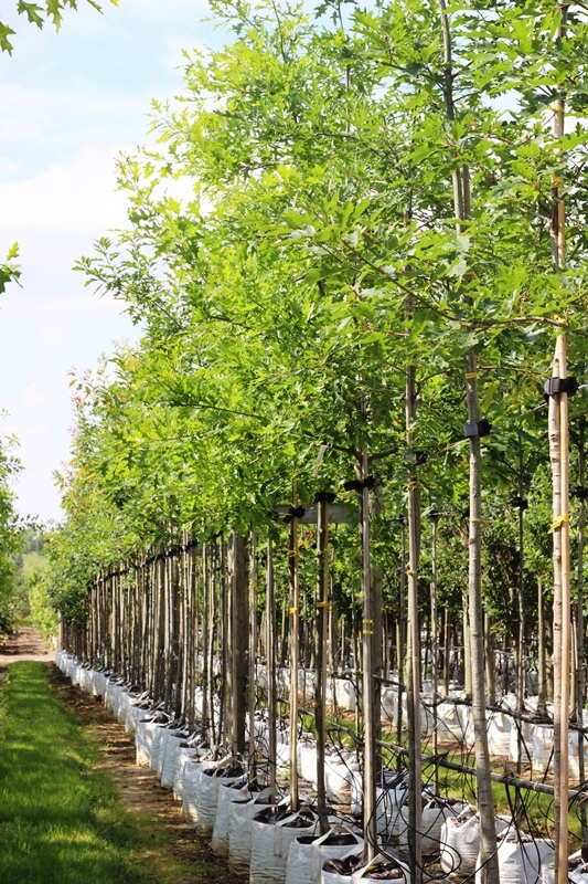 Quercus coccinea in summer at barcham trees