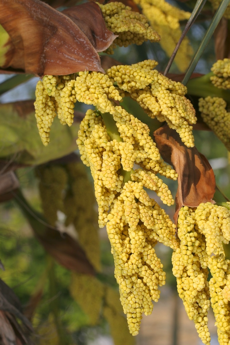 Trachycarpus fortunei flower