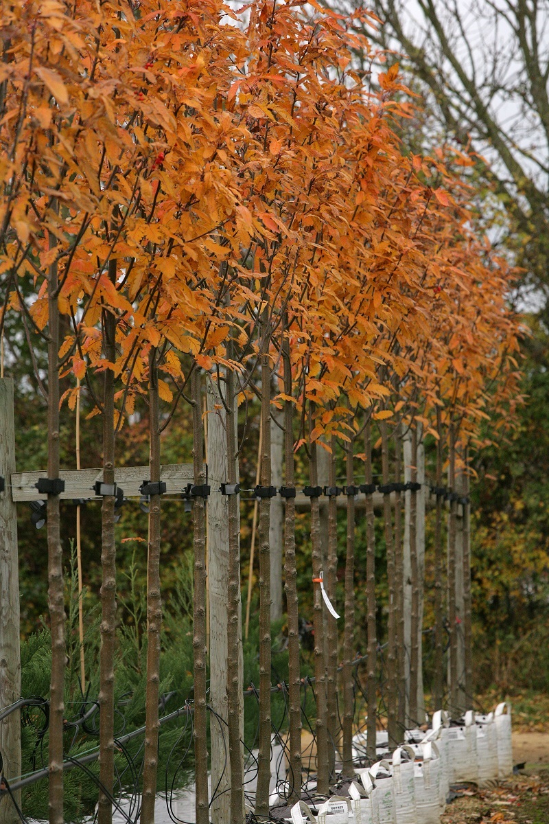 Sorbus thuringiaca Fastigiata in autumn colour