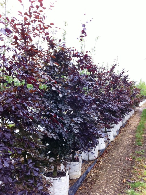 Fagus sylvatica Purpurea at the Barcham Trees nursery