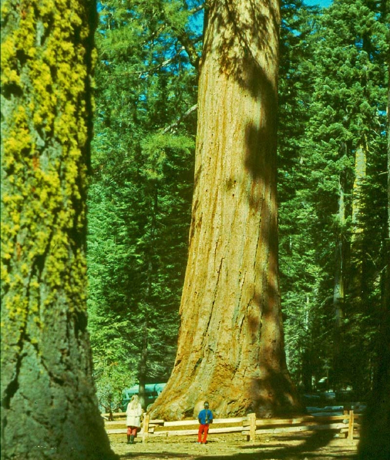 Mature Sequoiadendron giganteum