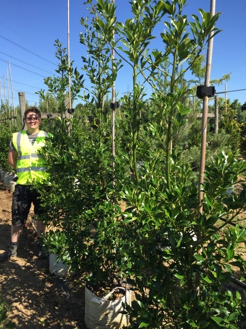 Ilex aquifolium Pyramidalis at Barcham Trees