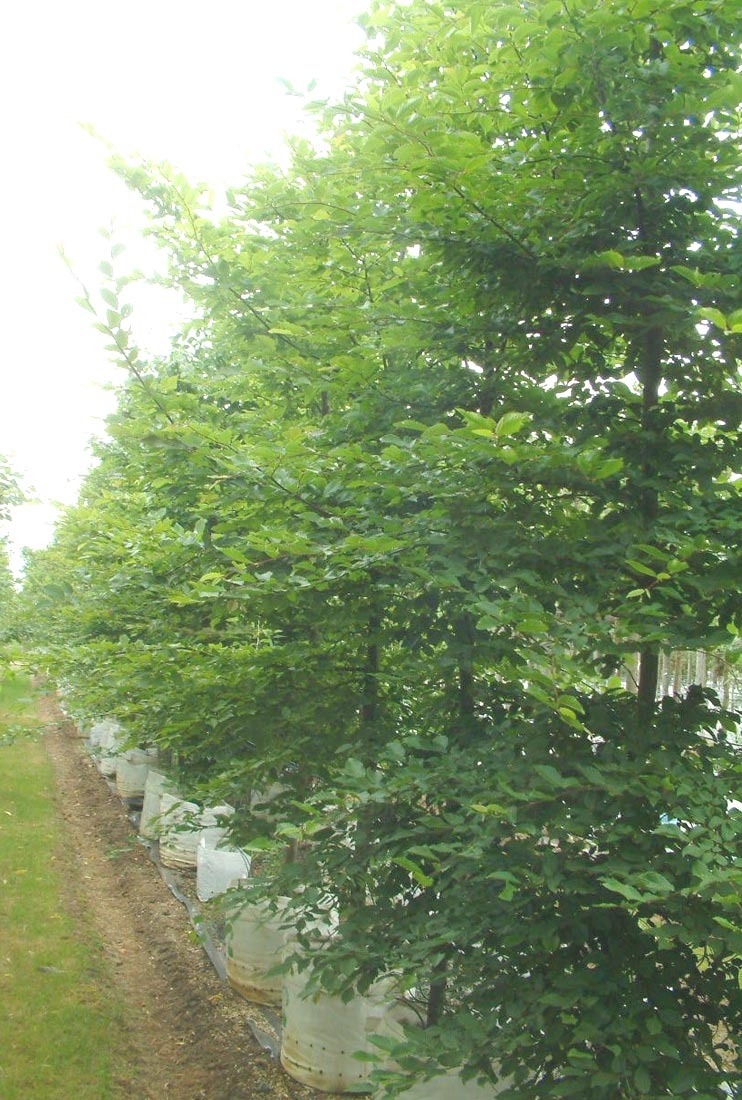 Carpinus betulus feathered