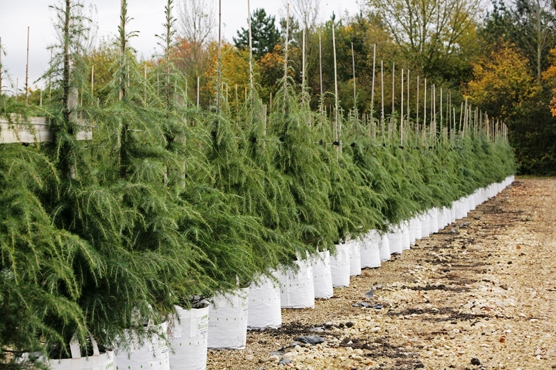 Cedrus deodara at barcham trees
