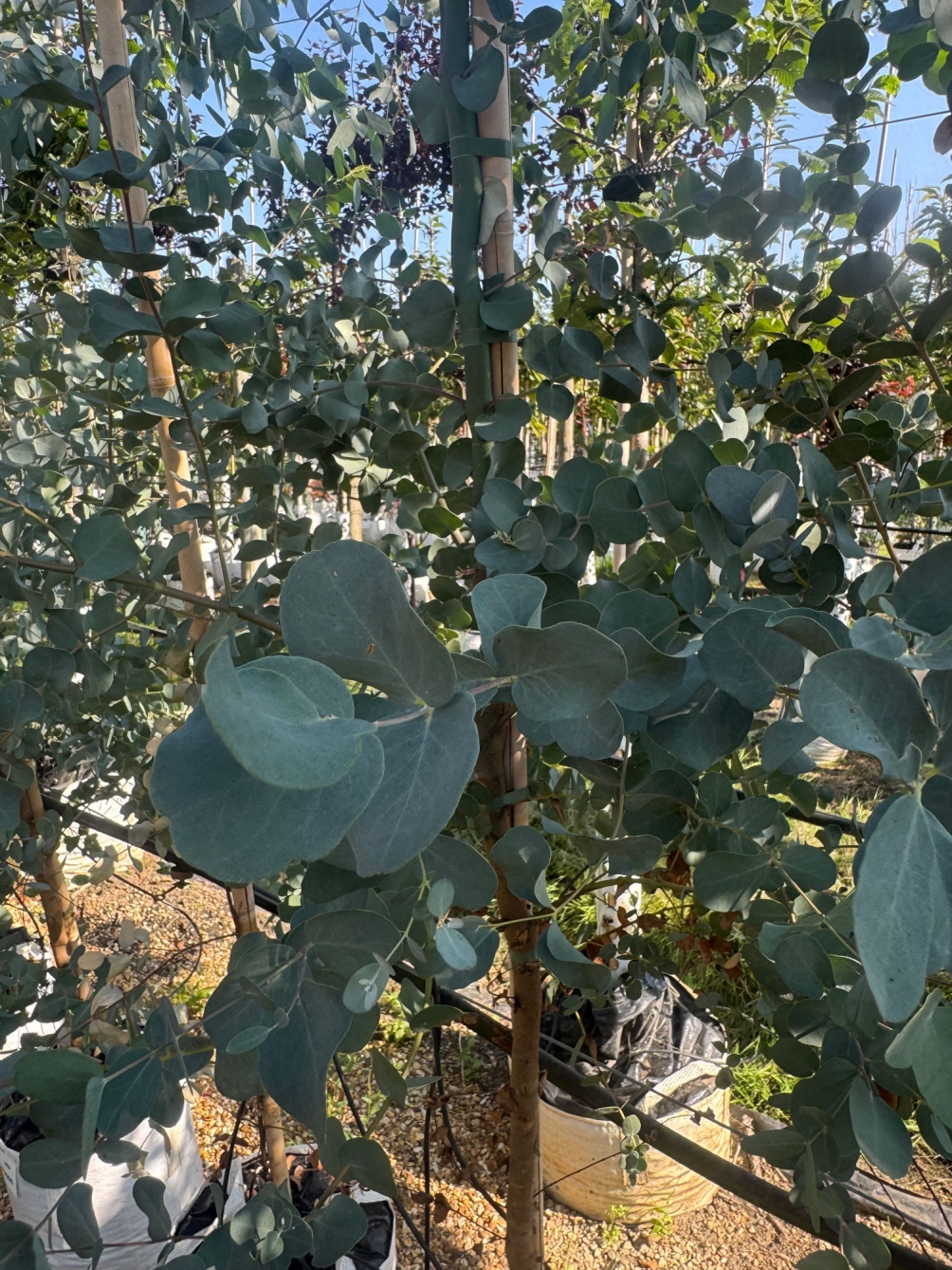 Eucalyptus gunnii leaves