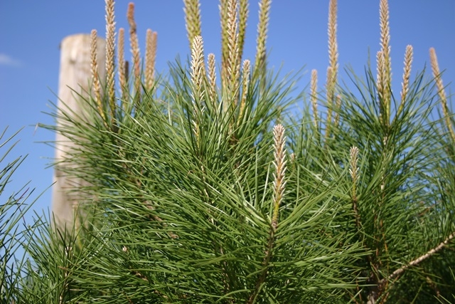 Pinus pinea foliage and cones