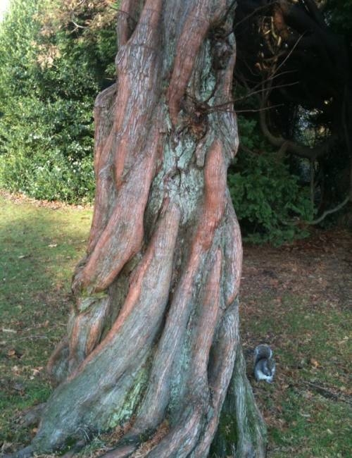The stem of a mature Taxodium distichum