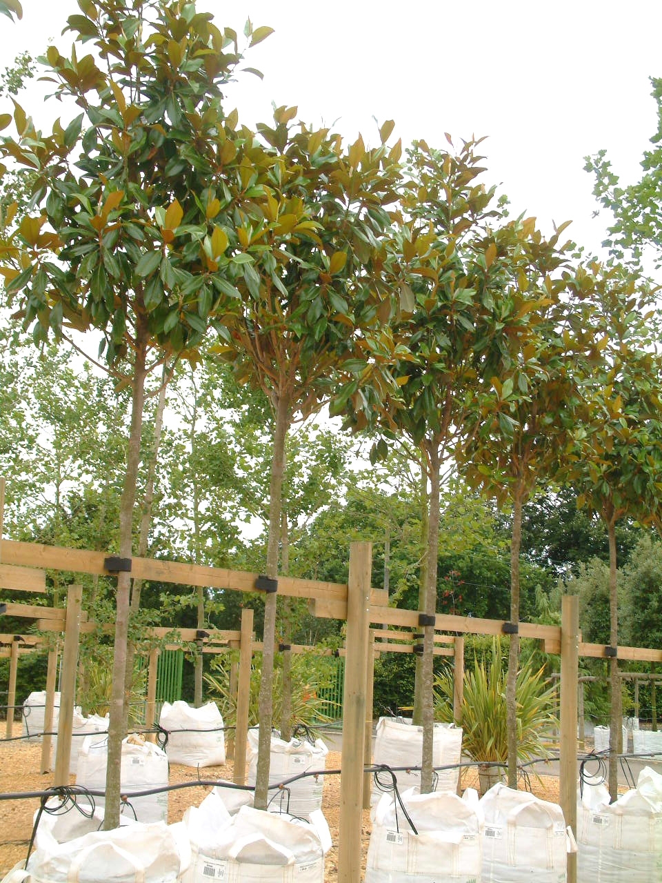Magnolia Grandiflora at barcham trees