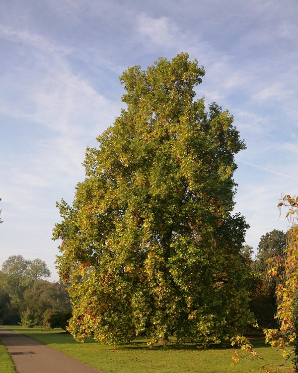 Mature Platanus x hispanica