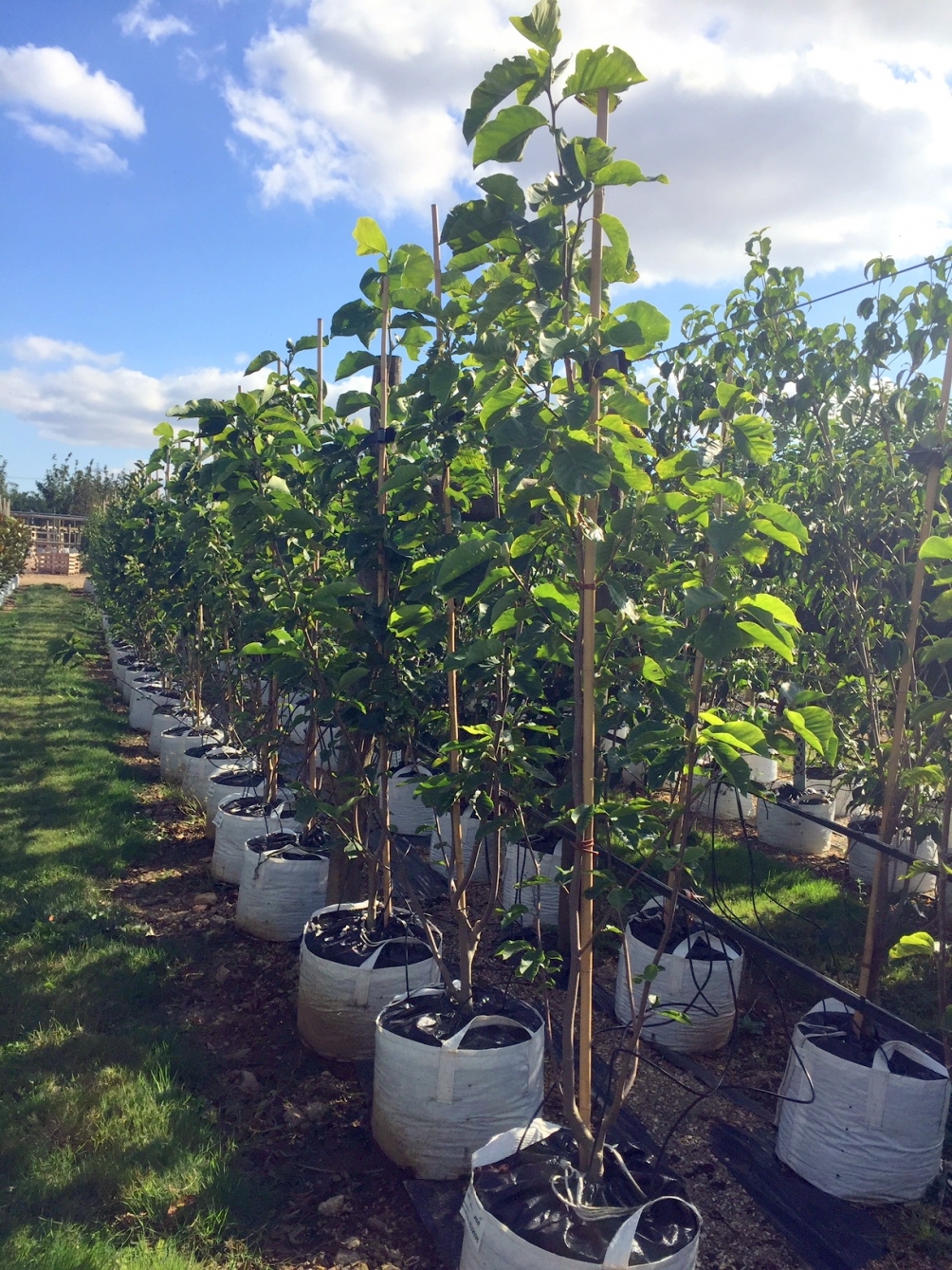 Magnolia x Brooklynensis Elizabeth at barcham trees