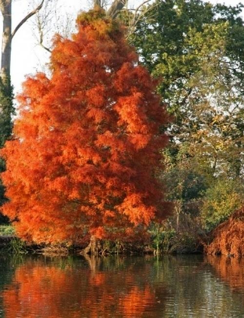 Taxodium distichum in autumn foliage in a parkland environment