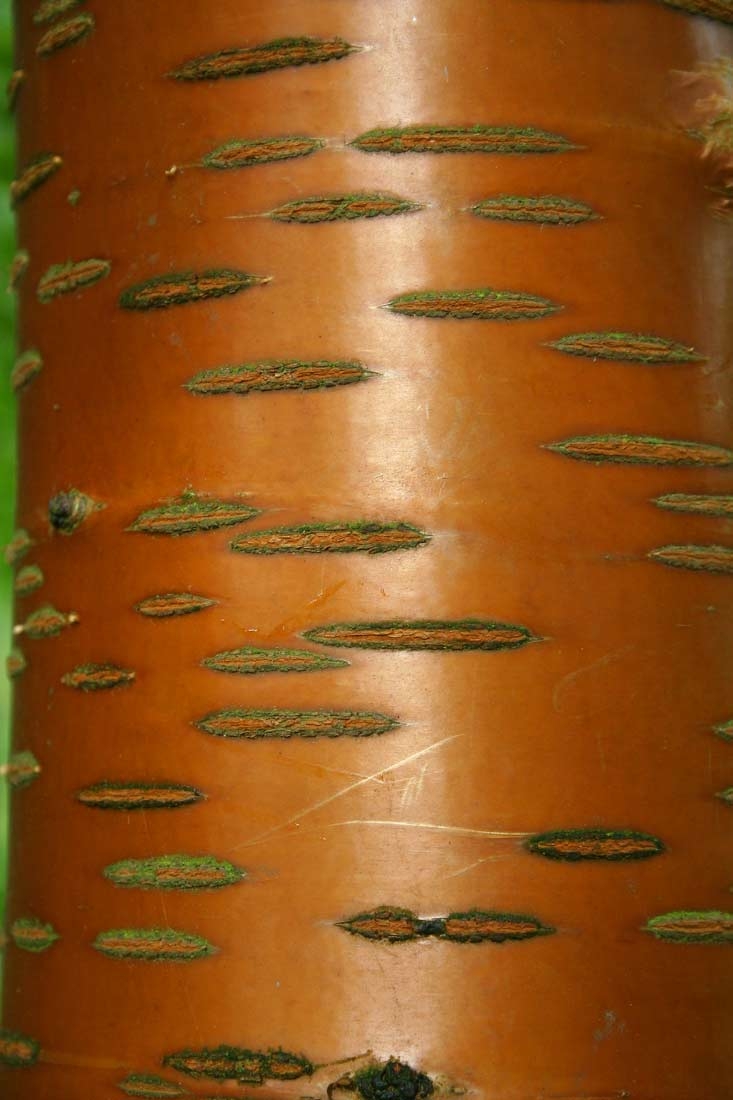 The attractive polished bark of Prunus maackii Amber Beauty