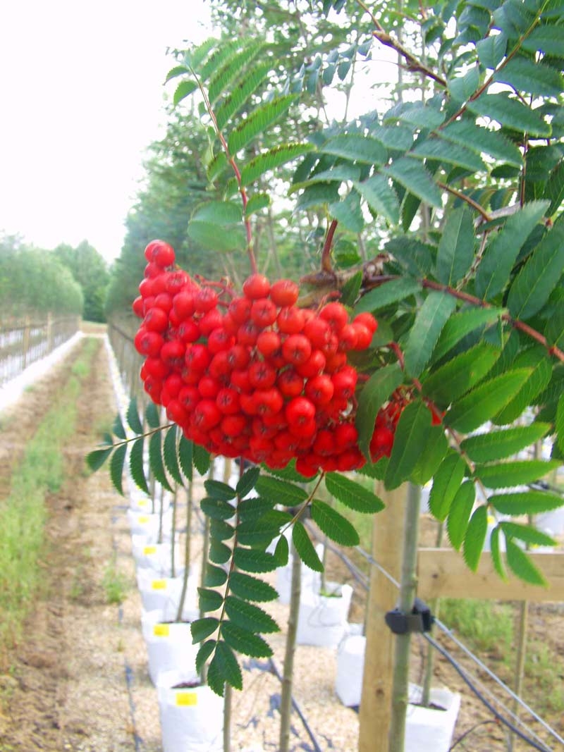 Foliage and berries of Sorbus aucuparia Cardinal Royal