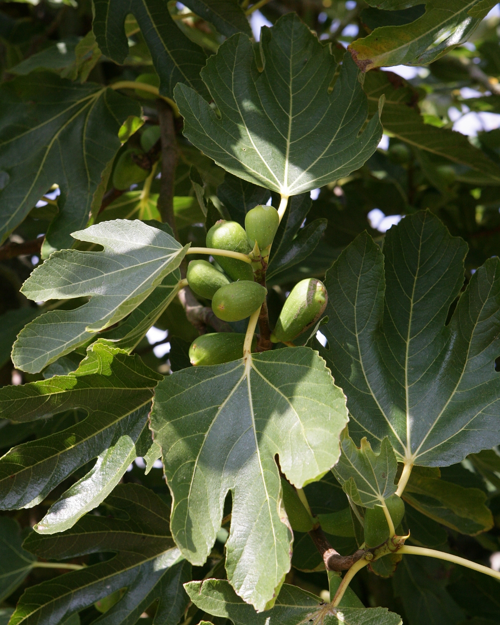 The foliage of Ficus carica Verdino