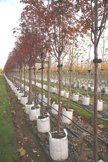 Sorbus hupehensis in autumn foliage