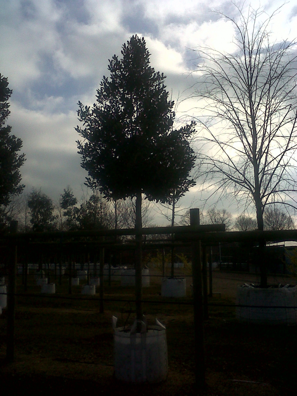 20-25cm Ilex aquifolium Nellie Stevens