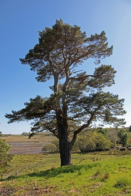 mature  Small - feathered Scots Pine from this batch  Pinus sylvestris