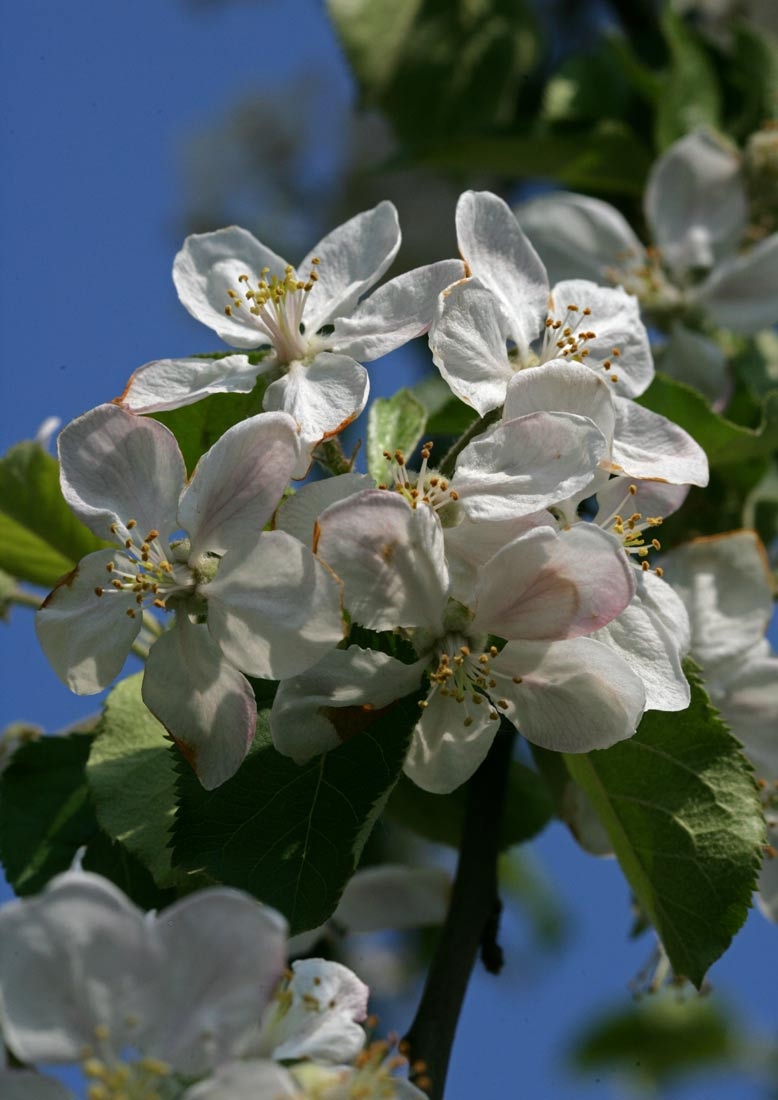 Malus Jonagold flowers