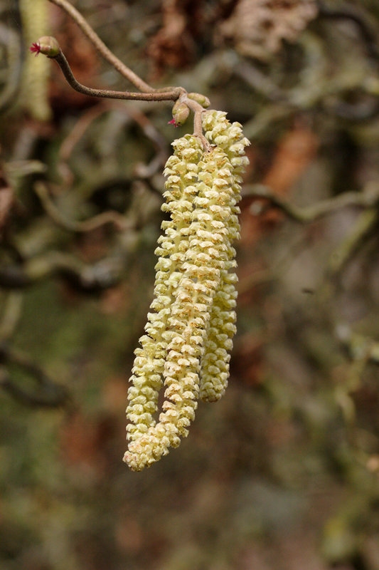 catkin of the Corylus avellana Contorta