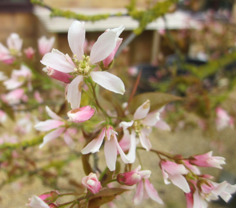 flower of Amelanchier lamarckii multi stem pleached